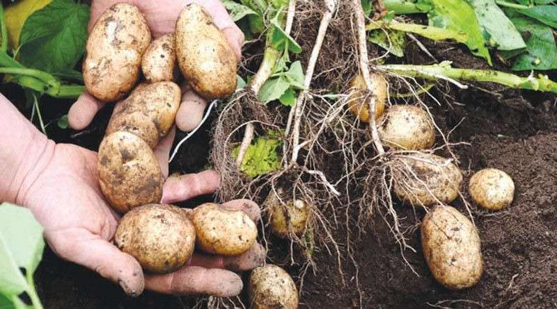बारामा एक लाख १८ हजार मेट्रिक टनभन्दा बढी आलु उत्पादन
