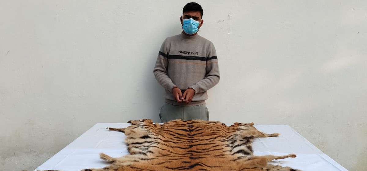 पाटेबाघ मार्ने उद्योगमा एक जना पक्राउ