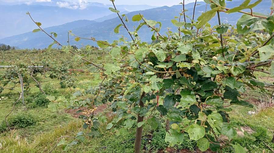 किबी खेतीबाट वार्षिक १० लाख आम्दानी