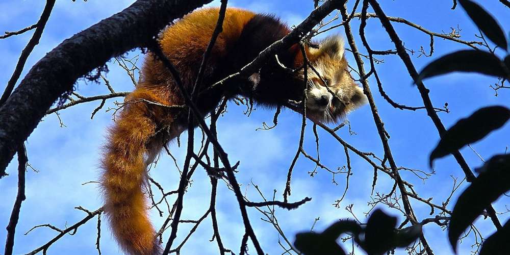दिक्तेल रुपाकोट को मेरुङमा भेटियो विश्वमा दुर्लभ मानिएको रेडपाण्डा