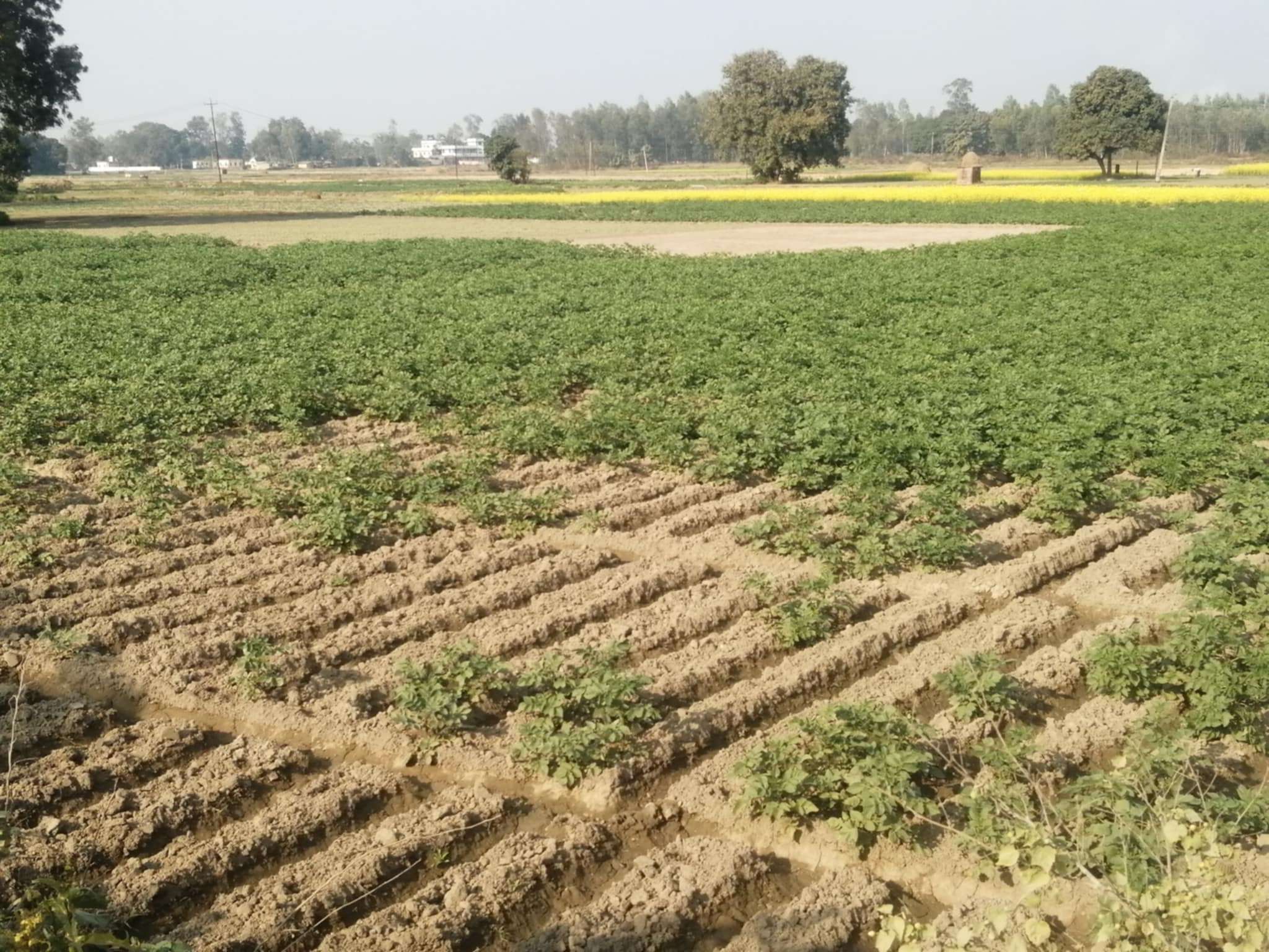 पानीले बेर्ना कुहिएपछि डुडुवामा दोस्रो पटक आलु रोपियो