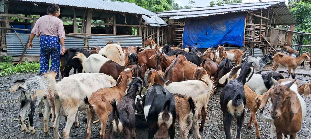 एक करोड बढीको लगानीमा बाख्रापालन