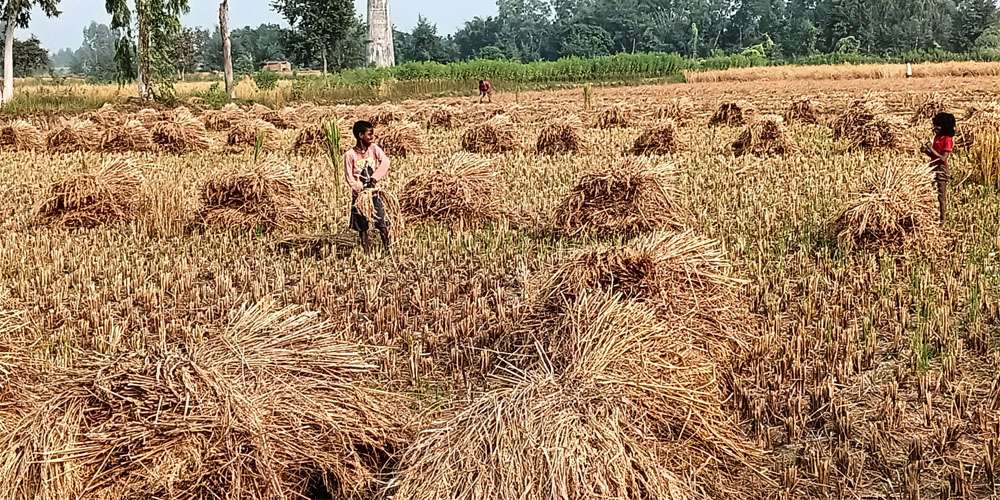 महोत्तरीमा धान उत्पादन बढ्यो
