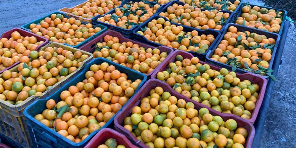 बगैँचाबाटै सुन्तला बिक्री भएपछि किसान उत्साहित